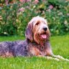 Otterhound Dog Paint By numbers